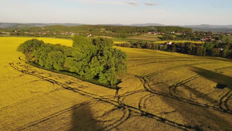 Aerial-panorama-of-blooming-rapeseed-field-in-Poland