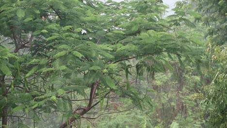 Nahaufnahme-Von-Ästen-Und-Bäumen-Mit-Monsunregen-In-Thailand