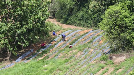 4k-Agricultores-Plantando-Cultivos-En-Una-Ladera-De-Tierras-De-Cultivo-Con-Sombreros-De-Paja-En-Un-Caluroso-Día-Soleado-En-Tailandia-Tropical