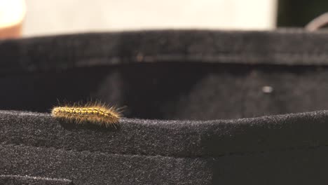 Furry-little-caterpillar-walking-around-the-parameter-of-a-garden-basket-during-spring