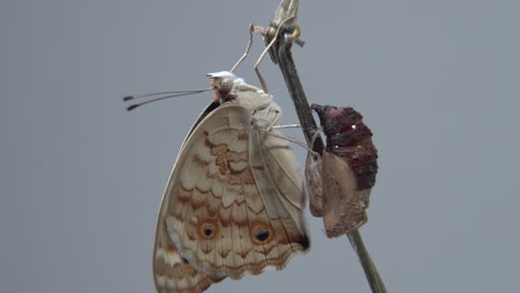Close-up-butterfly-on-a-branch-after-emerging-from-the-chrysalis-or-pupa