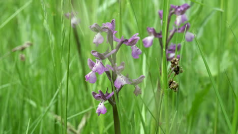 Eine-Grüne-Geflügelte-Orchidee,-Die-In-üppigen-Grünen-Gräsern-In-Worcestershire,-England,-Wächst