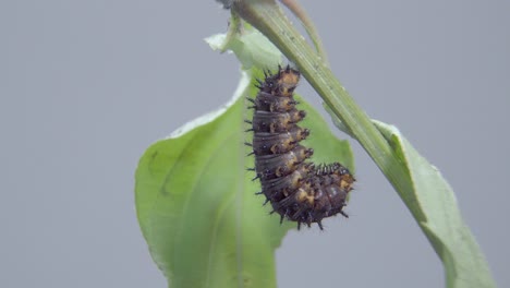 Blue-Pansy-Caterpillar-ready-going-into-cocoon,-pupa-or-chrysalis
