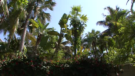 Palmen-Und-Exotische-Pflanzen-In-Key-West,-Florida,-Usa