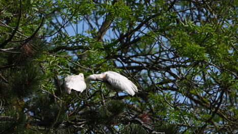Spoonbill-adult-in-breeding-plumage,-preening-himself,-in-a-Pine-tree