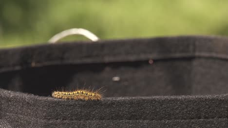 Tiny-caterpillar-crawling-around-the-parameter-of-a-garden-basket-during-spring