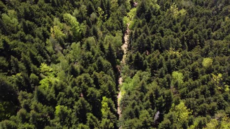 Aerial-top-down-drone-shot-mountain-forest-with-evergreen-trees-and-a-mud-path-4K