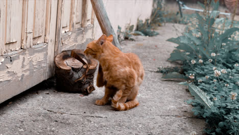 Eine-Spielende-Katze.-Aufnahmen-Von-Brasov-In-Rumänien