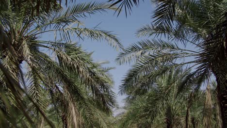 Date-Palm-Trees-Plantation-Against-Blue-Sky---Rows-Of-Date-Palm-Trees-In-A-Farm---tilt-up-shot