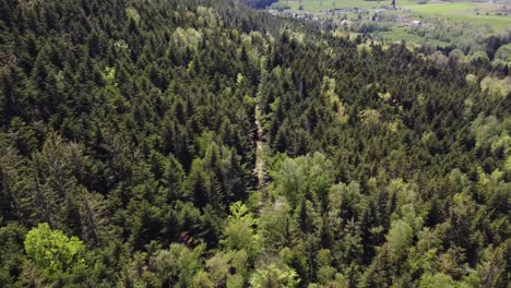 Aerial-drone-view-of-green-mountain-forest-top-down-4K