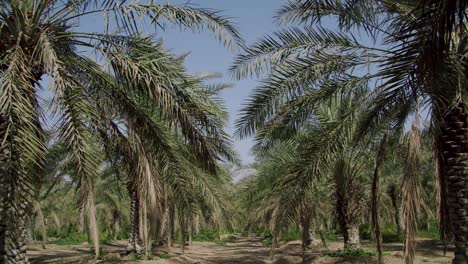 Dense-Date-Palm-Trees-In-An-Organic-Farm-On-Sunny-Summertime