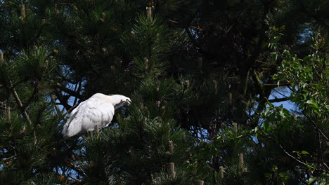 Spoonbill-adult-in-breeding-plumage,-preening-himself,-in-a-Pine-tree