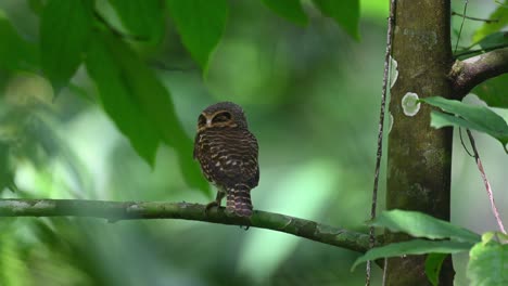 Collared-Owlet,-Taenioptynx-brodiei,-Kaeng-Krachan,-Thailand
