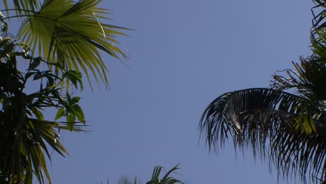 Palmenblätter-In-Der-Sonne