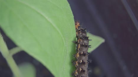 Close-up-a-caterpillar-crawling-on-leaves