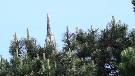 Great-Blue-Heron-standing-in-top-of-a-pine-tree
