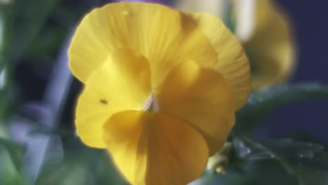 Soft-bokeh-closeup-of-yellow-flower-head-under-rain