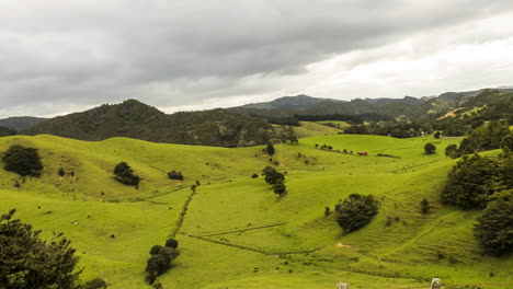 Timelapse-of-newzeland-farm-with-cows-moving-around,-shot-ended-with-rain-sweeping-in
