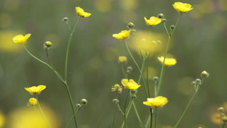 Ranúnculos-Amarillos-Con-Flores-De-Primavera-En-Un-Antiguo-Prado,-Worcestershire,-Inglaterra