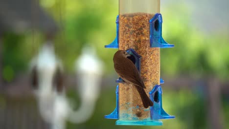 bird-eating-in-slow-motion-from-feeder