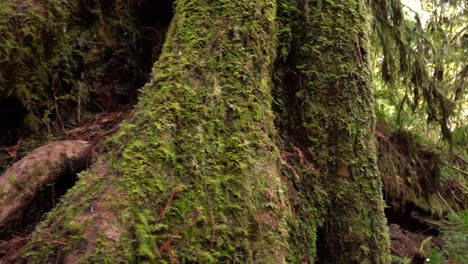 Redwood-Wald-Mit-Moosigen-Bäumen