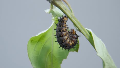 Blue-Pansy-Caterpillar-ready-going-into-cocoon,-pupa-or-chrysalis