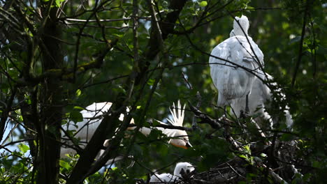 Spoonbill--chicks-on-nest-preening