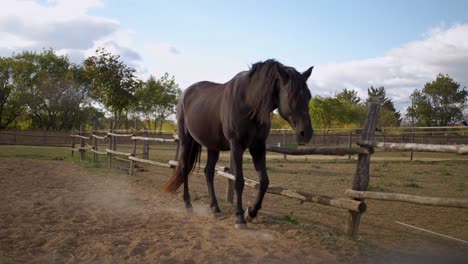 a-black-horse-walking-in-slowmotion