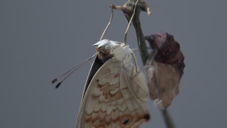 Close-up-butterfly-on-a-branch-after-emerging-from-the-chrysalis-or-pupa