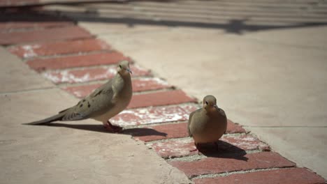 2-doves-enjoying-company-hd