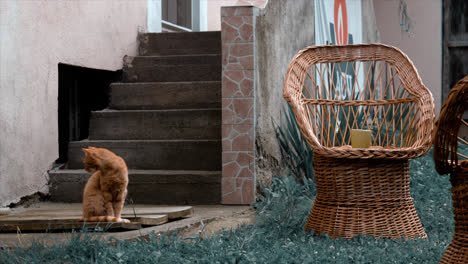 Un-Gato-Jugando.-Imágenes-De-Brasov-En-Rumania