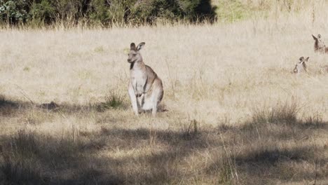 Wallaby-Kaut-An-Einem-Sonnigen-Tag-Im-Grasland-In-Australien