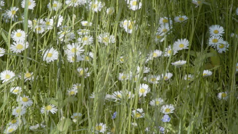 Close-up-of-unmowed-lawn,-daisies-and-grass-growing-in-summer-garden