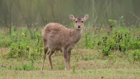 Ciervo-Cerdo-Indio,-Hyelaphus-Porcinus,-Santuario-De-Vida-Silvestre-De-Phu-Khiao,-Tailandia
