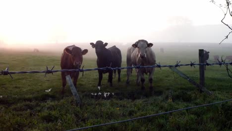 Glowing-foggy-morning-sunrise-cow-herd-silhouette-cattle-grazing-in-countryside-meadow-scene
