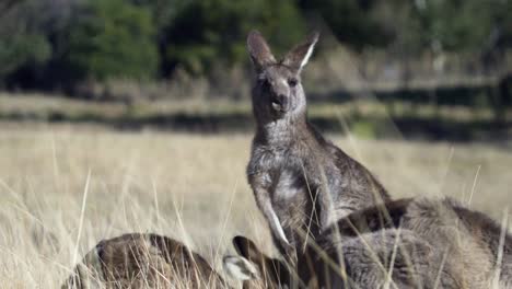 Court-Of-Wallaby-Eating-Grass-On-The-Vast-Field-Under-Summer-Weather