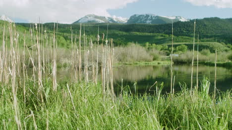 Dolly-push-of-Cattails-in-front-of-Pond-Lake-Scenic-Landscape-with-Colorado-Mountain-backdrop