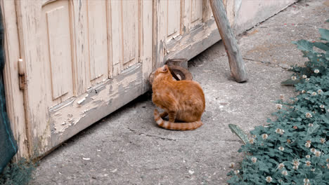 Un-Gato-Jugando.-Imágenes-De-Brasov-En-Rumania