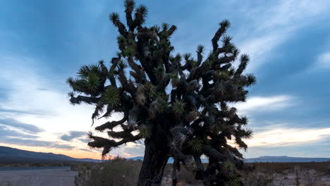 Ein-Joshua-Baum-In-Der-Mojave-Wüste-In-Der-Nähe-Einer-Autobahn-Während-Eines-Farbenfrohen-Sonnenaufgangs-Von-Nacht-Zu-Tag