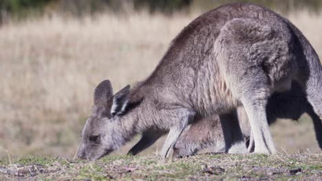 Ein-Paar-Wallabys,-Die-Nebeneinander-Stehen,-Ernähren-Sich-An-Sonnigen-Tagen-Vom-Gras