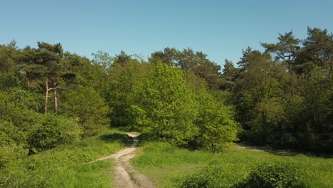 Schöne-Landschaft-Im-Wald-An-Einem-Sonnigen-Tag-Mit-Blauem,-Klarem-Himmel-Im-Hintergrund