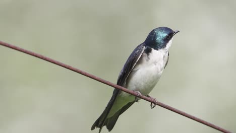 Tree-swallow-perched-on-a-rusty-wire-while-looking-around