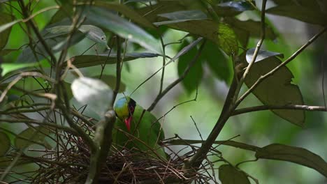 Gemeine-Grüne-Elster,-Cissa-Chinensis,-Kaeng-Krachan-Nationalpark,-Thailand