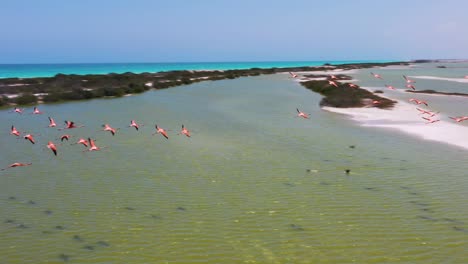 pink-flamingos-flying-across-salt-lake-surface-with-Caribbean-Sea-on-the-background-,Las-Coloradas,-rio-lagartos-lagoon-mexico