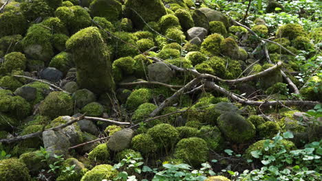Closeup-Shot-Of-Moss-Covered-Rocks-In-A-Forest-Landscape,-Large-Bumblebee-Be-Flying