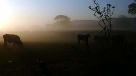 Glowing-foggy-morning-sunrise-cow-herd-silhouette-cattle-grazing-in-back-lit-countryside-rural-scene