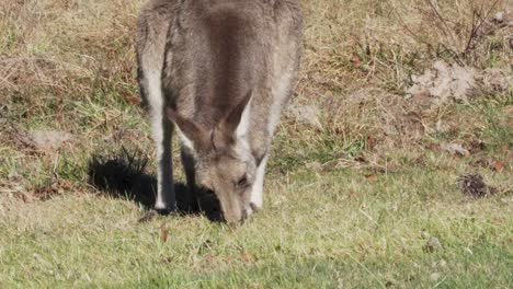 Wallaby-Grazing-In-The-Field-In-Australia