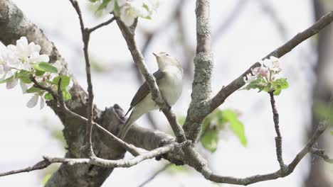 Warbling-Vireo-perched-in-a-flowering-tree-then-flies-away