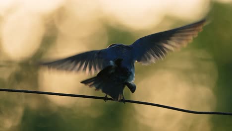 Two-Tree-Swallows-mating-on-a-wire-at-sunrise-in-slow-motion