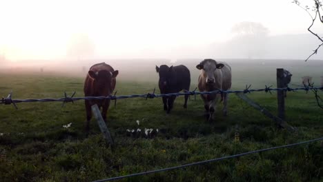 Glowing-foggy-morning-sunrise-cow-herd-silhouette-cattle-grazing-in-agricultural-countryside-rural-scene